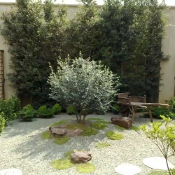 Olea africana (Wild Olive) tree, planted in mossy mound surrounded by rocks and gravel.