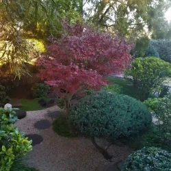 Stroll garden with natural slate steppingstones set into pale beige gravel path winding through mainly evergreen shrubs and shaped trees, Japanese Maple trees, ferns, ornamental grasses, azaleas, water feature, Japanese lantern. Winding path leads through to dry raked Zen garden comprising rocks and raked gravel at the far end.